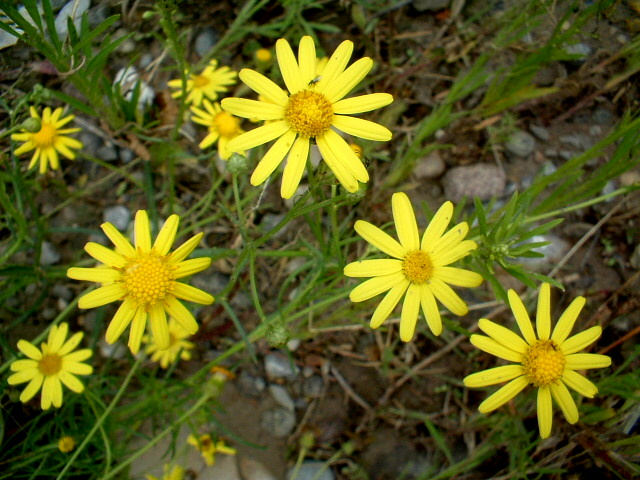 Senecio inaequidens / Senecione sudafricano